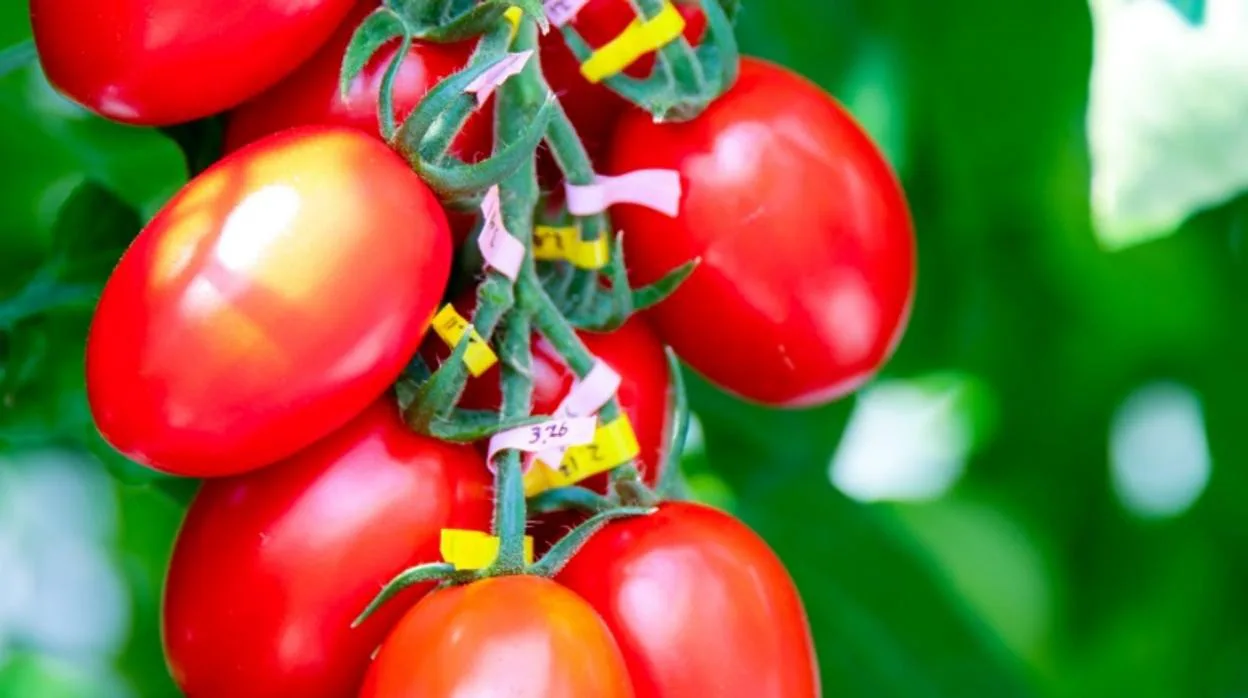 Tomates modificados con CRISPR que frenan la hipertensión