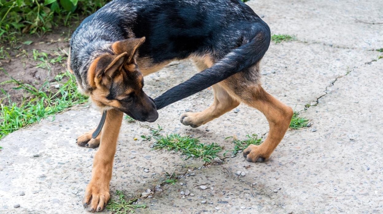 Mi perro se persigue la cola e intenta morder su sombra, ¿debo preocuparme?