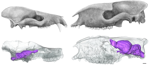 Cráneos y endomoldes virtuales dentro del cráneo translúcido del mamífero Arctocyon, del Paleoceno (izquierda) y el mamífero Hyrachyus, del Eoceno (derecha)