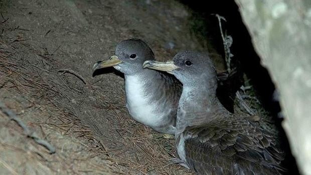 Las aves que los marineros confundieron con sirenas