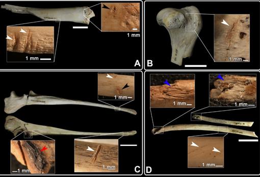 Restos de perro de los niveles Calcolíticos con marcas de actividad humana (cortes, raspados, golpes, mordeduras…)