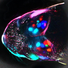 El 'encendido' del cerebro del ratón