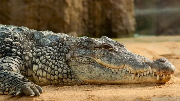 Los cocodrilos que vivieron en el Cretácico caminaban más erguidos que los actuales