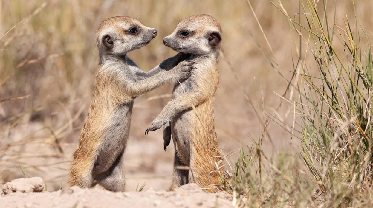 Dos suricatas juegan en la sabana africana