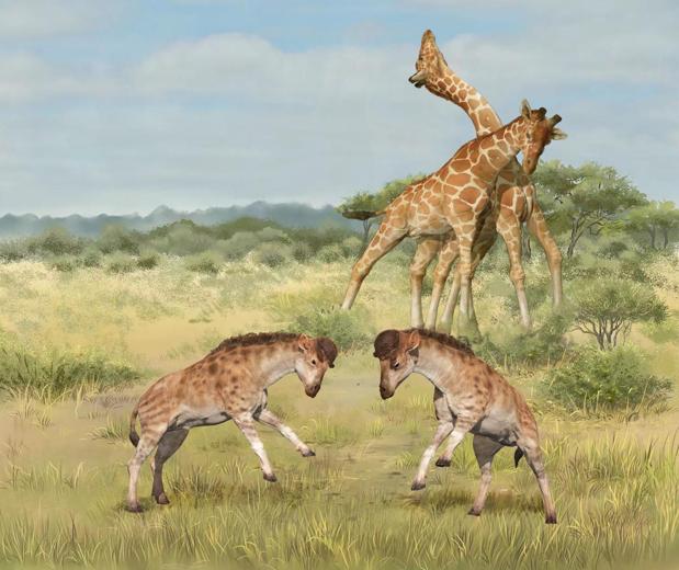 Combates a cabezazos por sexo alargaron el cuello de las jirafas