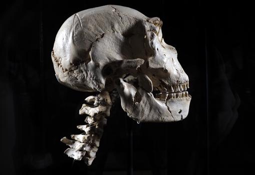 El Cráneo 5, expuesto con las siete vértebras en el Museo de la Evolución Humana de Burgos