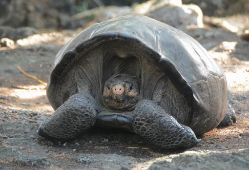 La tortuga gigante 'Fernanda'