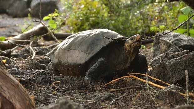Una tortuga gigante que se creía extinta 'resucita' en las Galápagos un siglo después