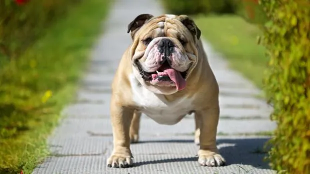 El perro atroz: cómo el bulldog se convirtió en una raza enferma