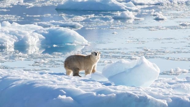 Descubren a los osos polares que viven como si el cambio climático ya se hubiera producido