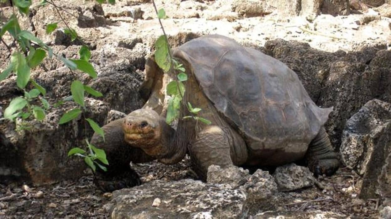 La famosa tortuga 'Solitario George', que vivió más de cien años
