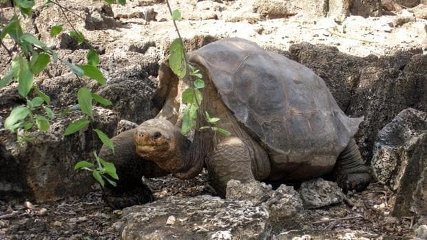 El secreto de las tortugas para llegar a los cien años sin envejecer
