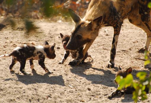 Cachorros con su madre