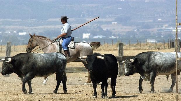 Miuras en la finca «Zahariche»