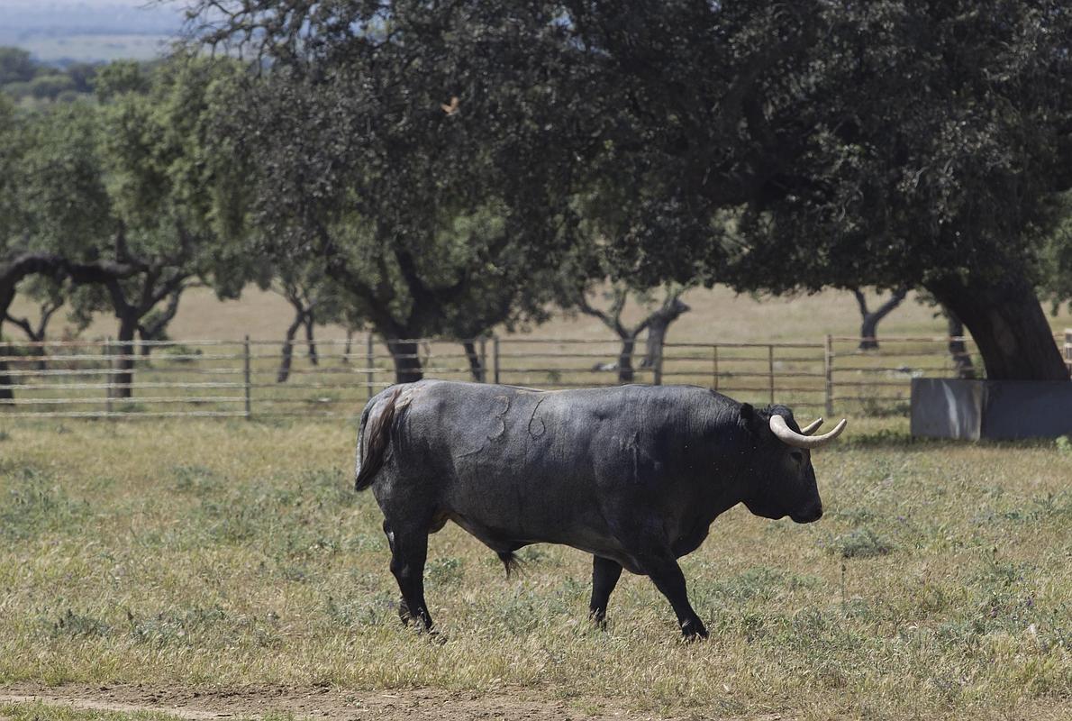 Un toro de Victorino en la libertad de la dehesa extremeña