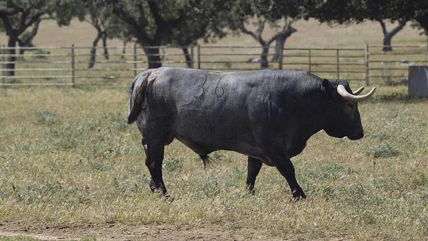 Eurodiputados con nombres y apellidos en contra del toro de lidia