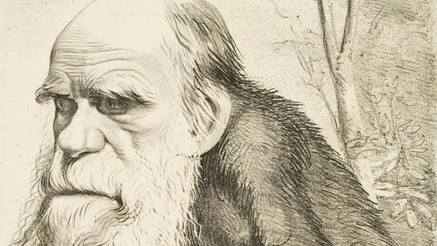 Darwin fue el gran pionero de la primatología. En la imagen, caricatura publicada por la revista «Hornet» en 1871