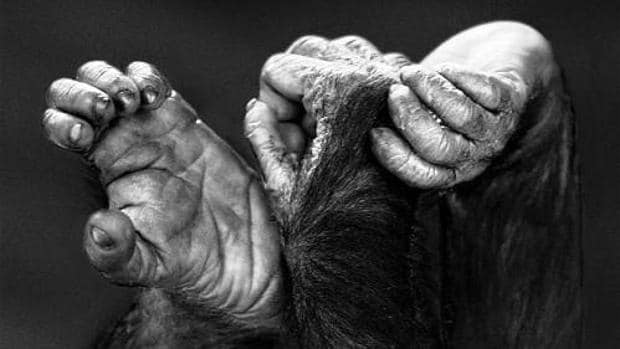 Fotografía de la serie «Primates» (2015), de Isabel Muñoz, en su exposicióm actual «Álbum de familia» en la galería Blanca Berlín de Madrid
