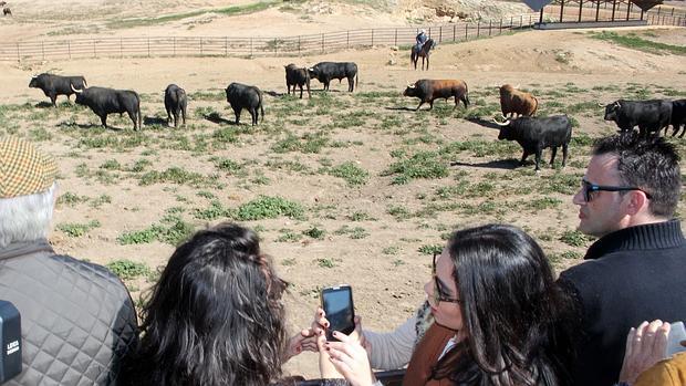 Cuarenta aficionados visitaron este sábado la finca de Fuente Ymbro