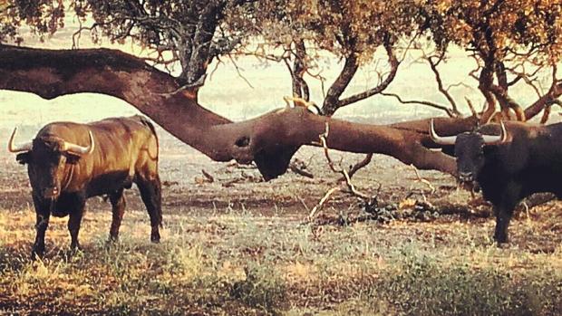 Toros en el campo