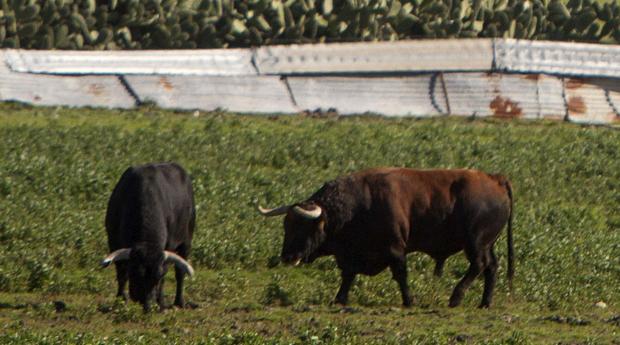 Toros en el campo (imagen de archivo)