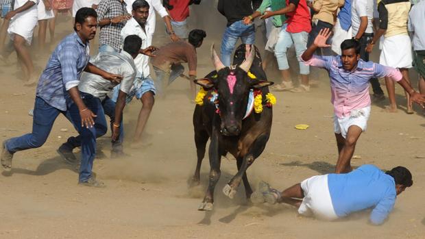 «Jallikattu» en el sur de la India