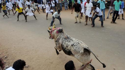 Variedad de pelajes en el Jallikattu