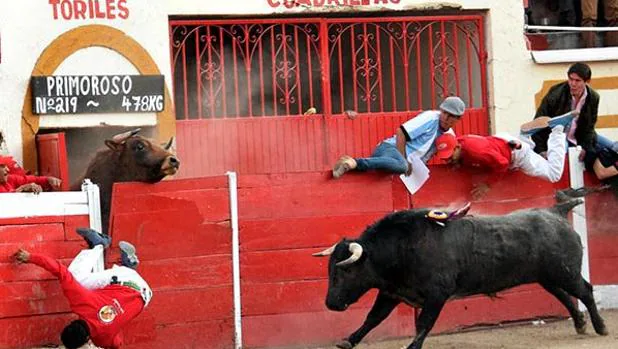 polilla Parque jurásico hipótesis Drama en México: un toro rompe la puerta de chiqueros mientras otro está en  el ruedo