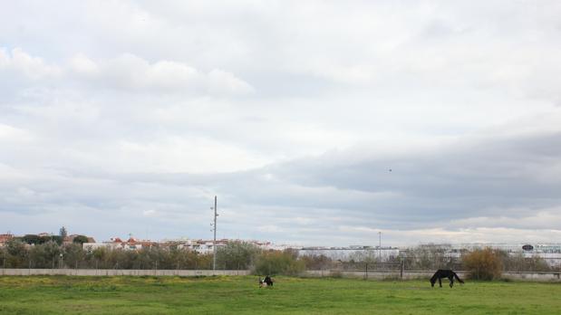 El C3A en Córdoba celebra este fin de semana su «funeral»