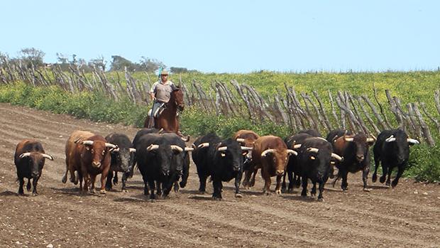 Así se entrenan los toros de Cuvillo en el tauródromo