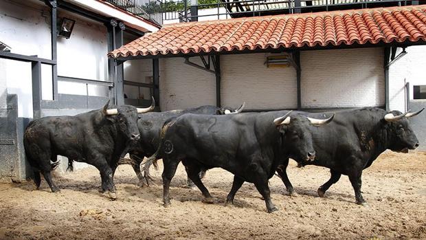 «Lustroso», el toro atleta por el que apuesta el ganadero de Parladé en San Isidro