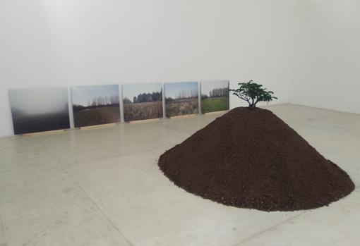 Vista de instalación en Sala Mendoza (Caracas, 2017): «Un pedazo de tierra» y «La paradoja del bonsai» (2015)