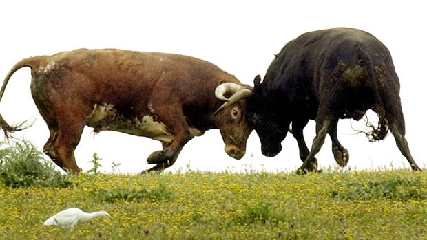 El toro en celo y su harén de vacas en San Valentín