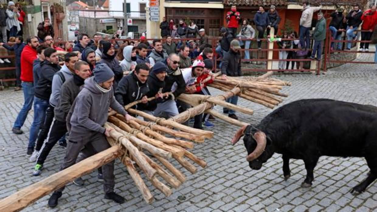 Un momento en el que el toro va a embestir al forcón que sujetan los mozos en la comarca portuguesa de Sabugal