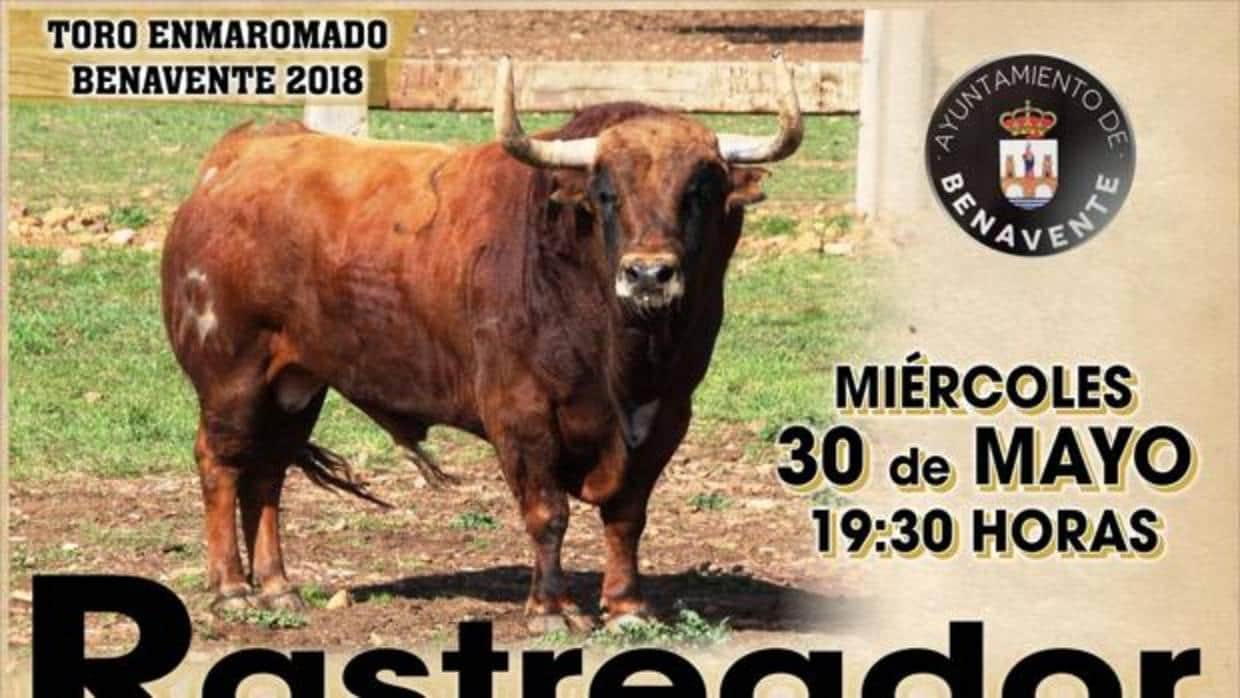 «Rastreador», de 560 kilos, el toro enmaromado de Benavente 2018
