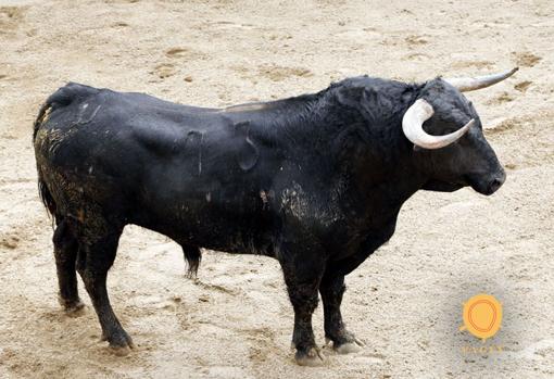 Feria de Abril de Sevilla 2018: éstos son los toros de Garcigrande para Ponce, Juli y Talavante