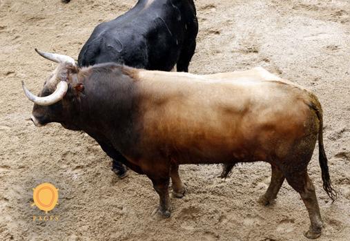 Feria de Abril de Sevilla 2018: éstos son los toros de Garcigrande para Ponce, Juli y Talavante