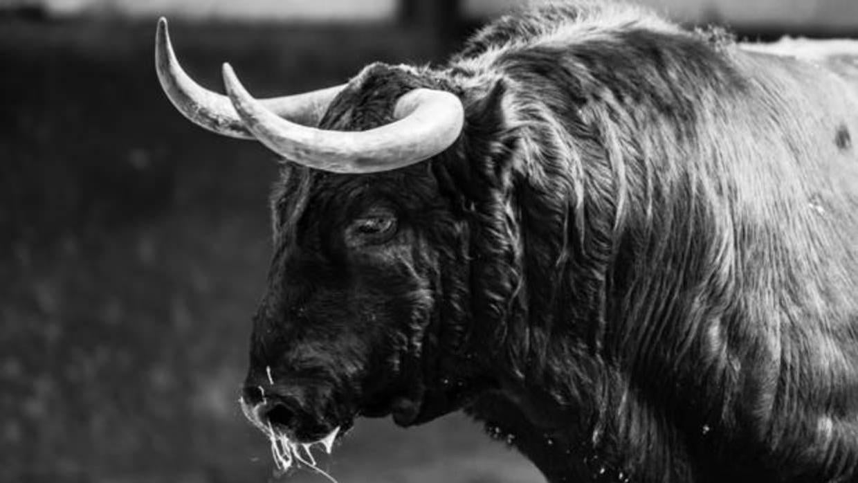 Román se dobla con el segundo toro de Fuente Ymbro