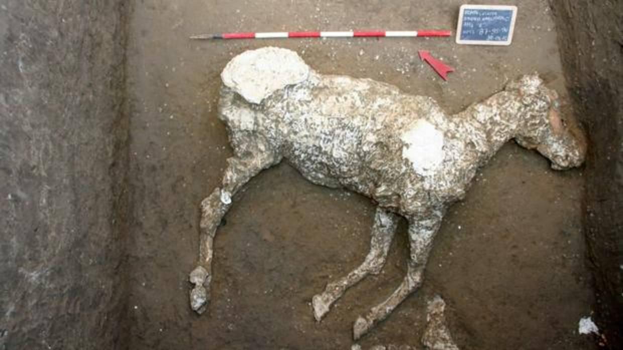Un caballo noble sepultado en lava, el último tesoro de Pompeya