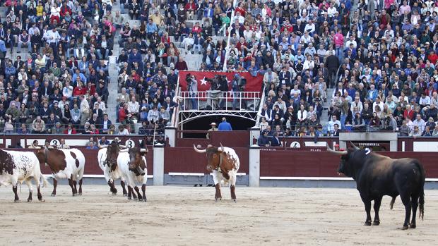 Los mansos también tienen su lidia