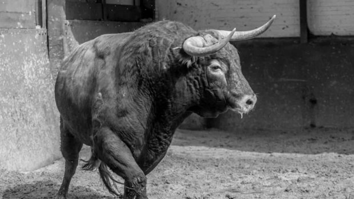 Las Ventas: con medio toro, toreo a medias