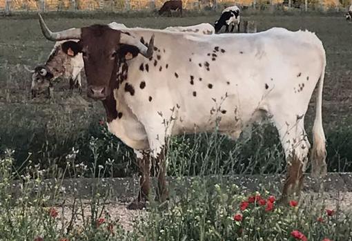 Los bueyes del ganadero José María López, entre amapolas en el campo alcarreño