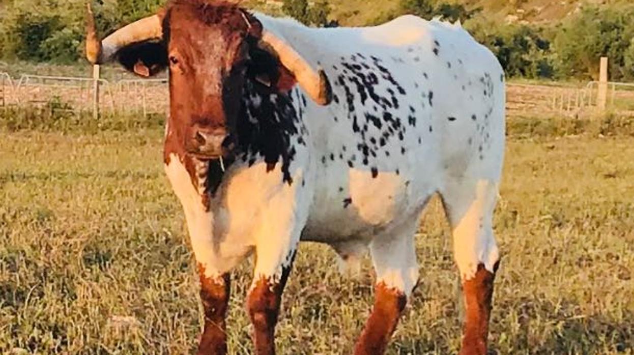 «Preciso», herrado con el número 4, capirote y berrendo en colorado, desfilará por las calles pamplonicas