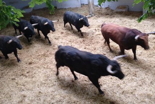 Toros de Jandilla en los corrales