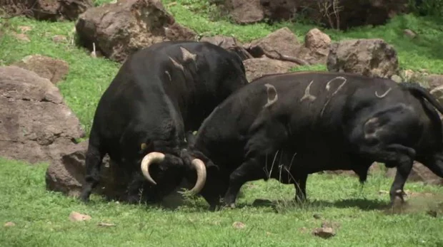 La impresionante pelea «a muerte» de dos toros bravos en México