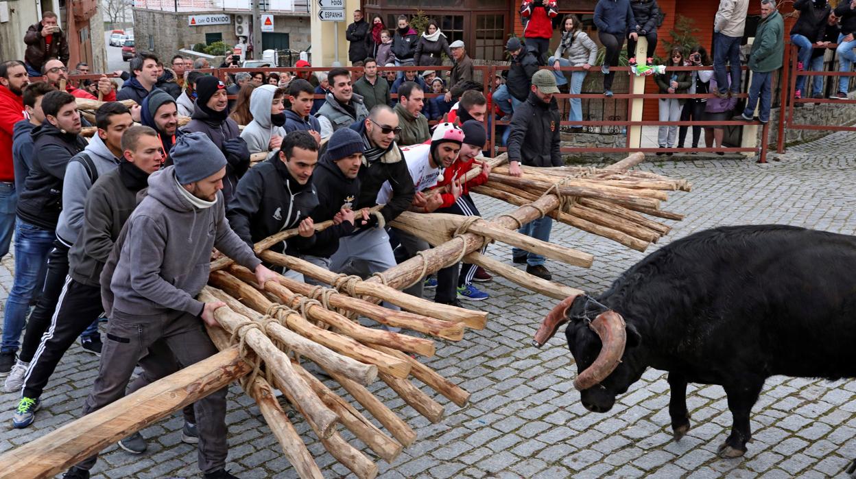 La leyenda del forcón: así se defendían los portugueses de los toros españoles que se escapaban