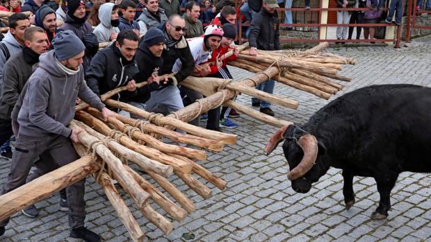 La leyenda del forcón: así se defendían los portugueses de los toros españoles que se escapaban