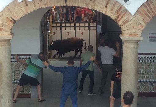 El tradicional encierro matinal