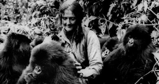La primatóloga norteamericana Dian Fossey (1932-1985)