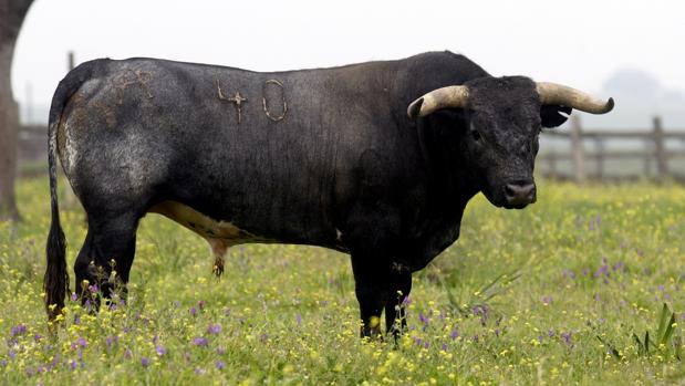 La ganadería de Miura distinguida con el IV Premio Taurino Ciudad de Sevilla